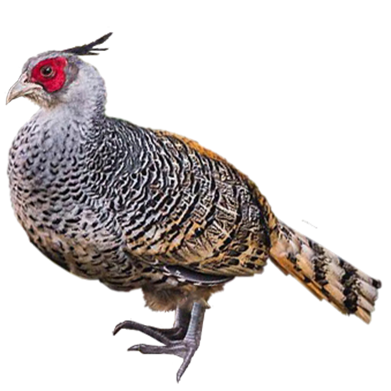 Cheer Pheasant Breeds